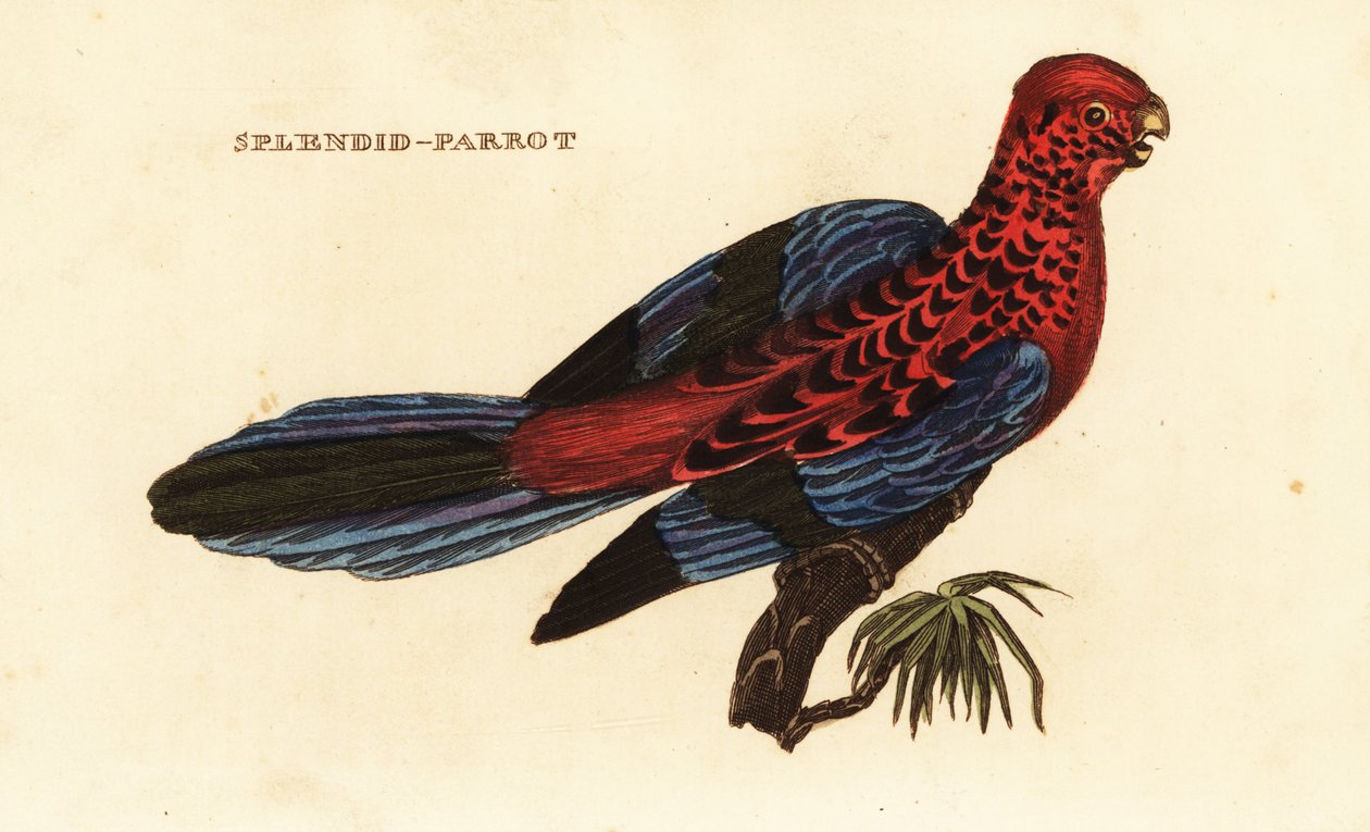 Rozella Karmazynowa, Platycercus elegans autorstwa George (after) Shaw