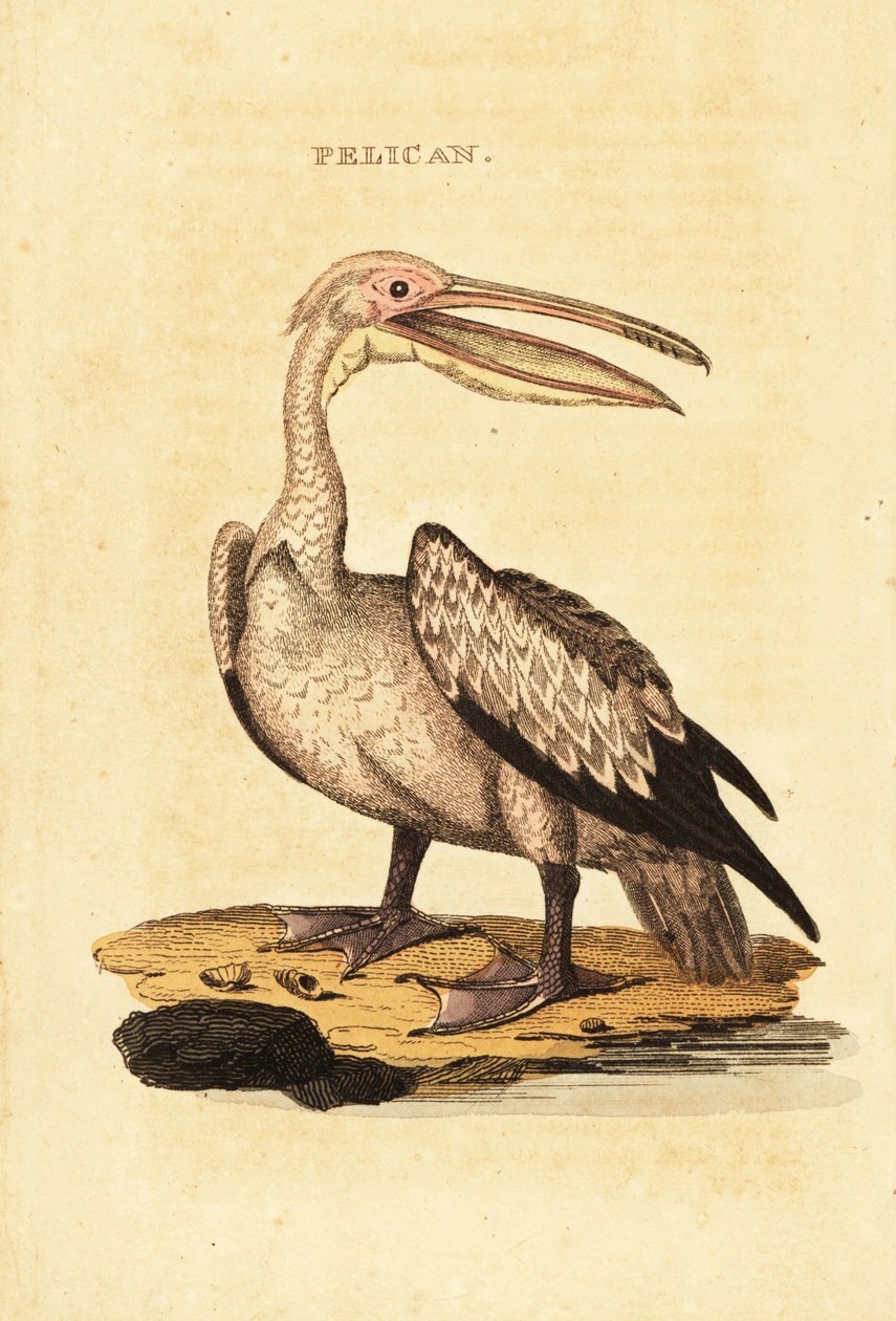 Pelikan biały, Pelecanus onocrotalus autorstwa George (after) Shaw