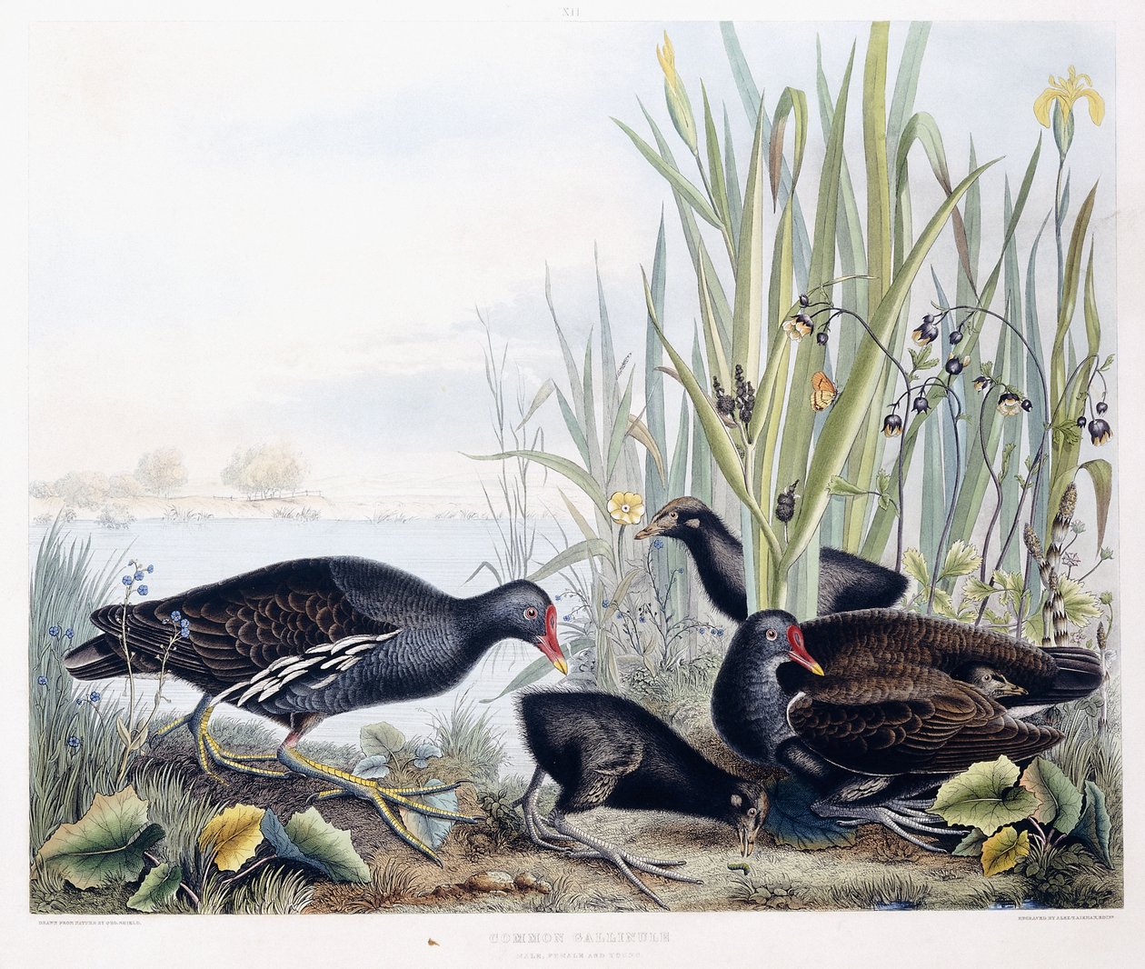 Gallinule (koszka zwyczajna) (samce, samice i młode), ok. 1841 (ręcznie barwione grawerunki) autorstwa George (after) Shield