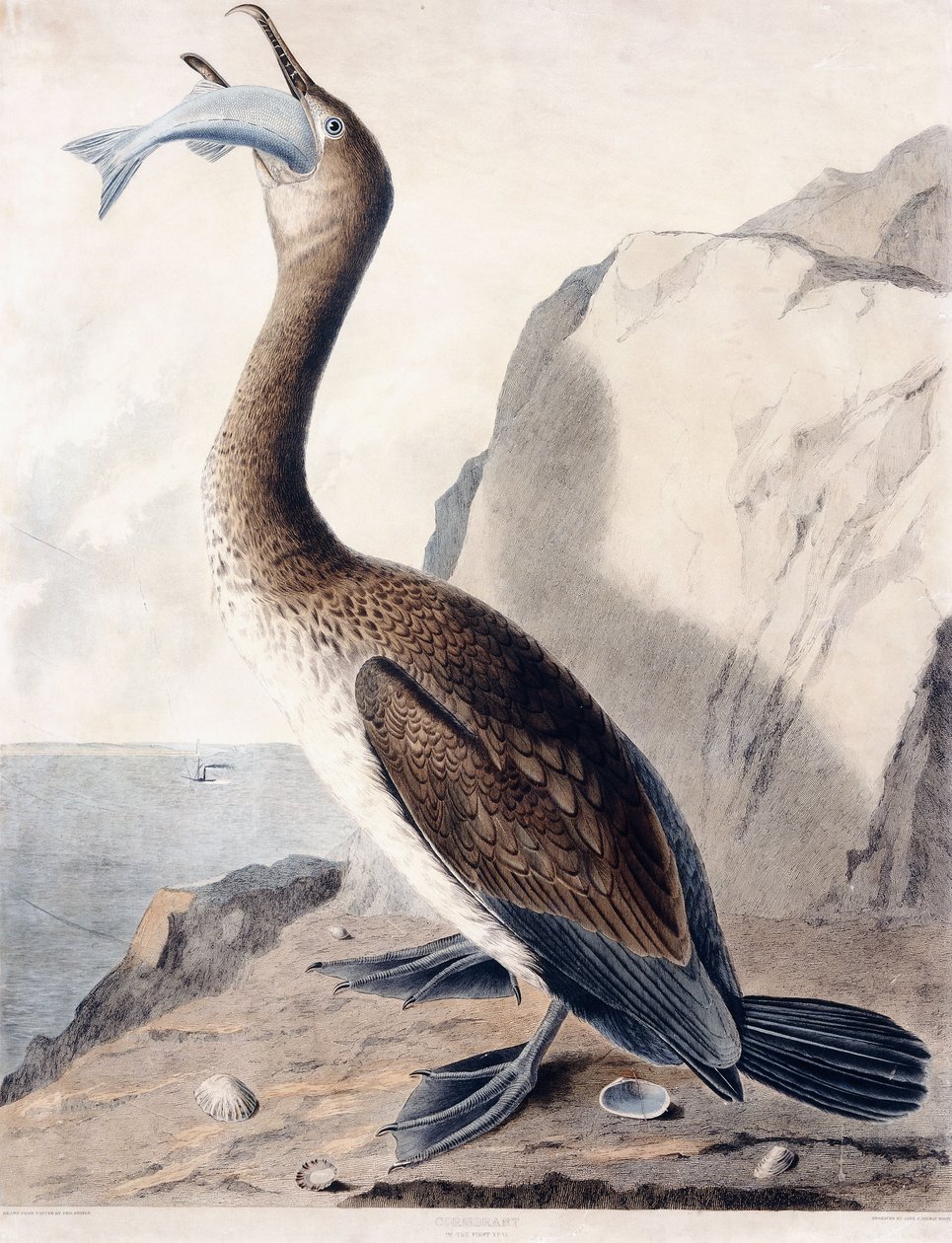 Kormoran (pierwszego roku), ok.1841 (rycina ręcznie kolorowana) autorstwa George (after) Shield