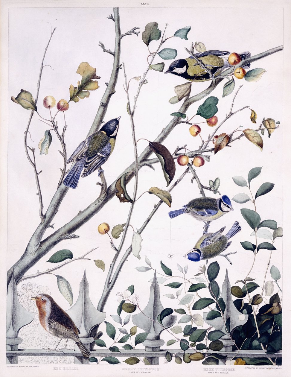 Czerwona pierś (Robin), Sikorka bogatka (samiec i samica) i Sikorka niebieska (samiec i samica), ok.1841 (ręcznie barwiony grawerunek) autorstwa George (after) Shield