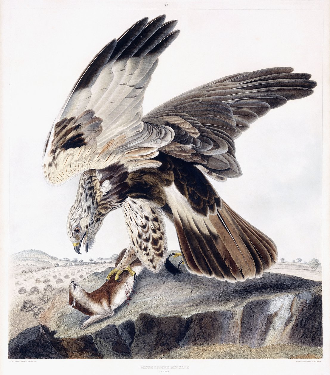 Rough Nogi Myszołów (kobieta), ok.1841 (ręcznie barwiony grawerunek) autorstwa George (after) Shield
