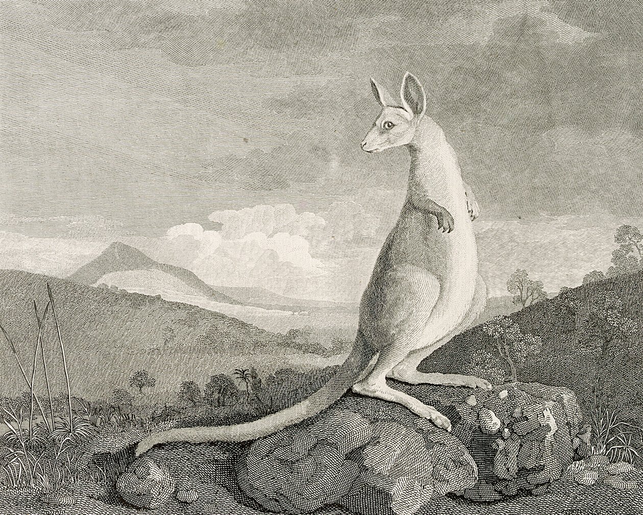 Zwierzę znalezione na wybrzeżu Nowej Holandii, zwane Kanguroo", ok. 1773 r. (rycina, akwaforta) autorstwa George (after) Stubbs