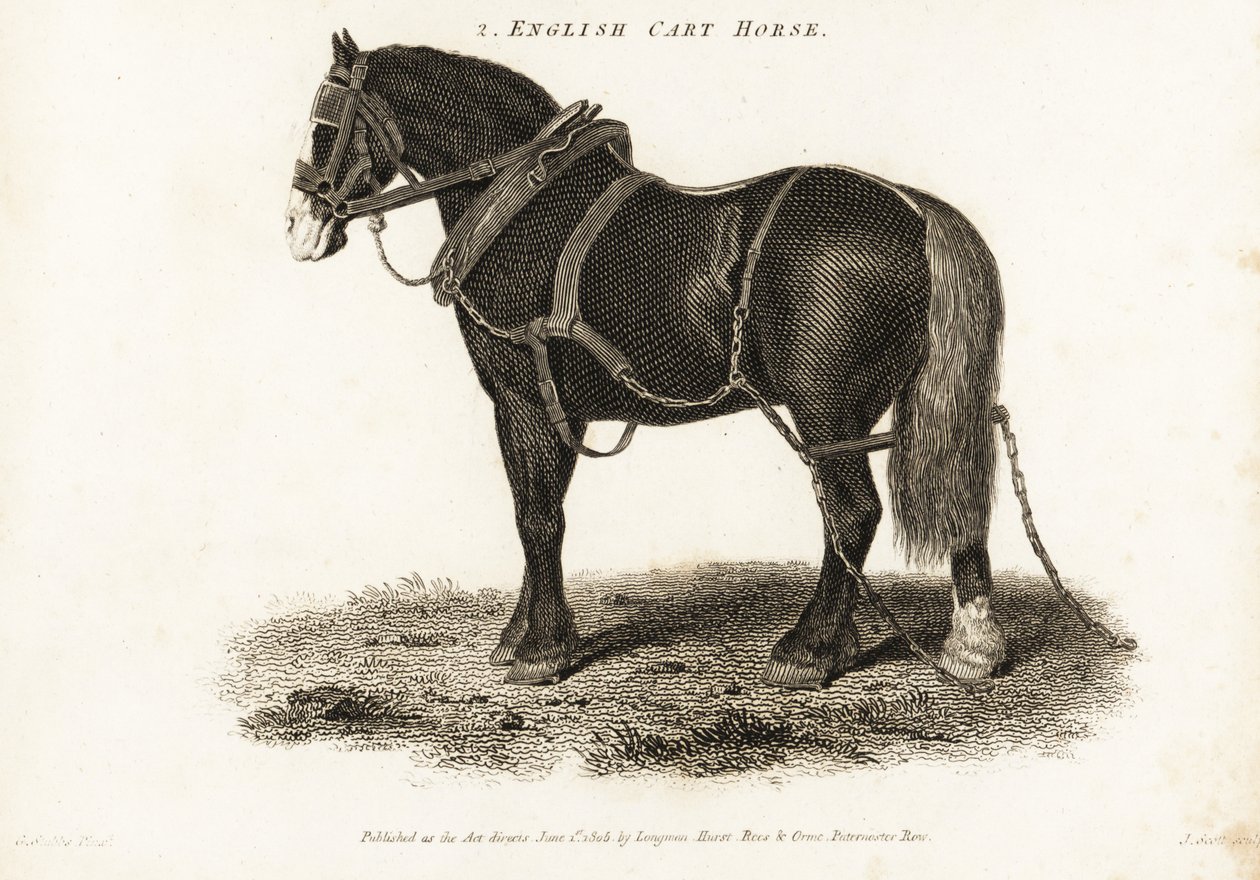 Koń angielski lub koń pociągowy Shire. autorstwa George (after) Stubbs