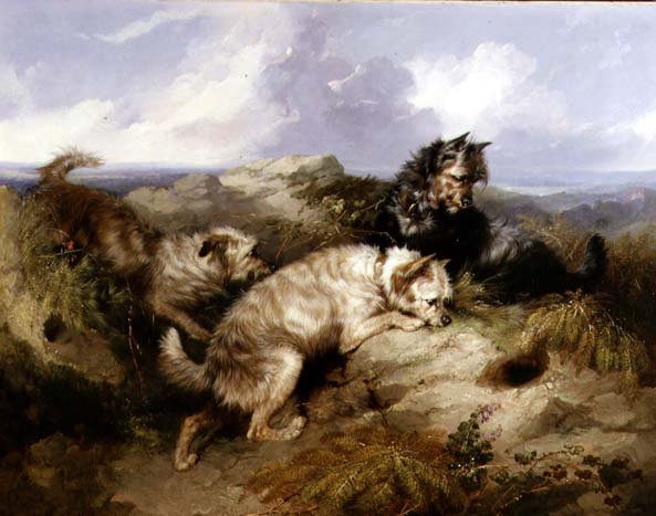 Dandy Dinmont and Two Cairns Rabbiting (olej na płótnie) autorstwa George Armfield