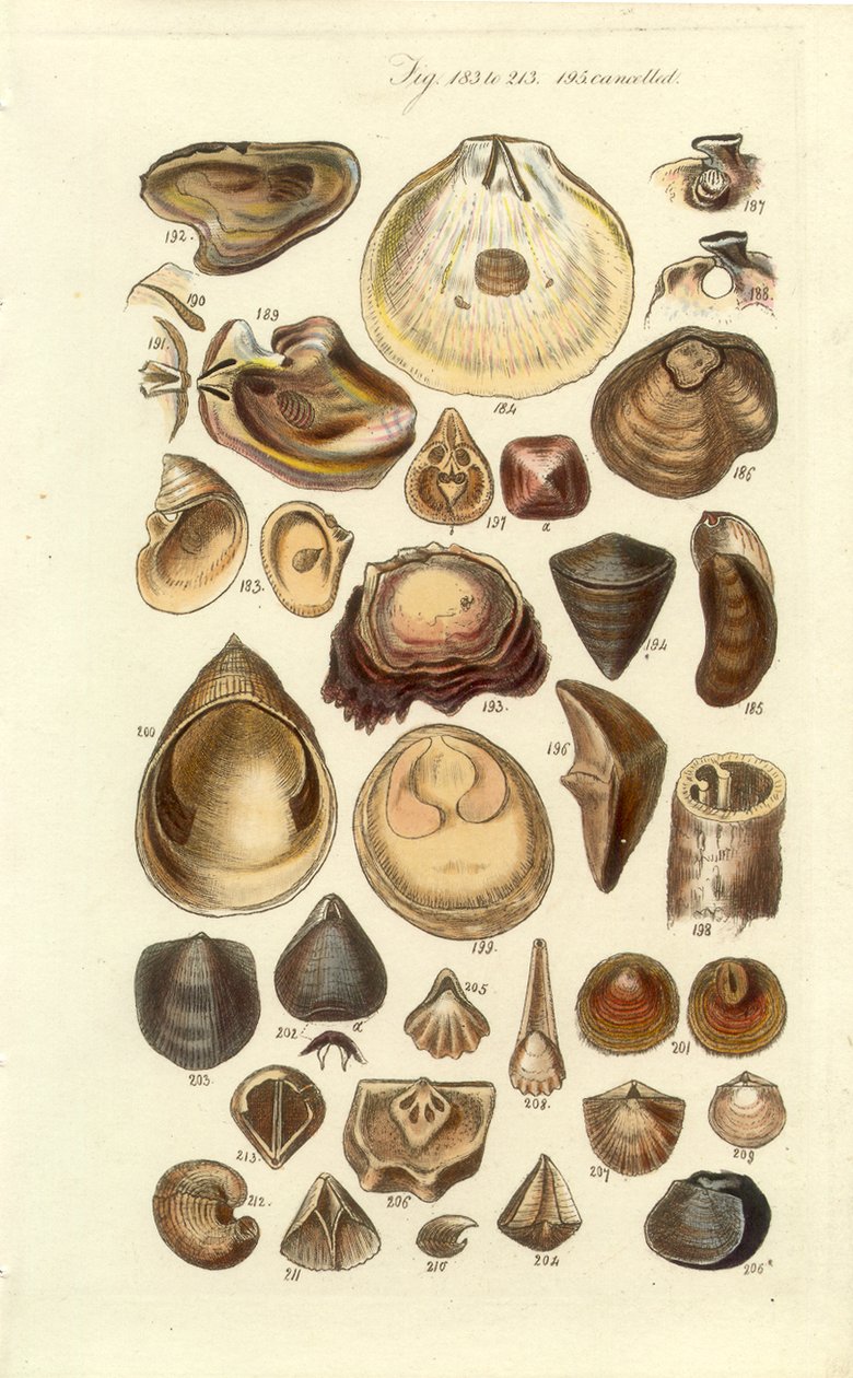 Instrukcja konchologiczna Tabliczka 11. Ostrygi i inne muszle autorstwa George B. Sowerby