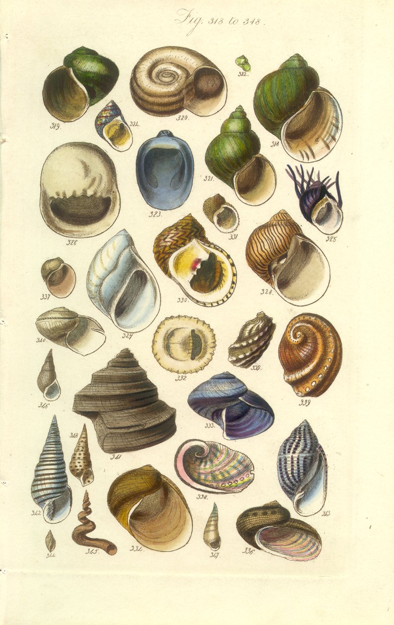 Instrukcja konchologiczna Płyta 15. Kolorowe muszle, w tym muszle Abalone autorstwa George B. Sowerby