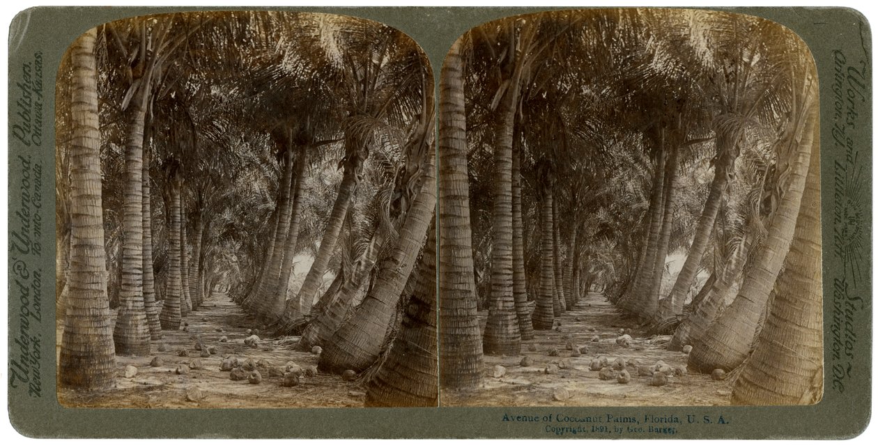Aleja palm kokosowych, Floryda, USA, 1891. autorstwa George Barker