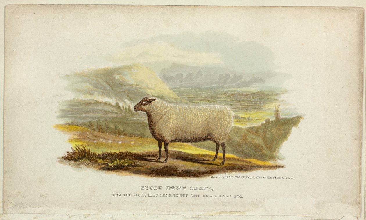 Owce South Down autorstwa George Baxter