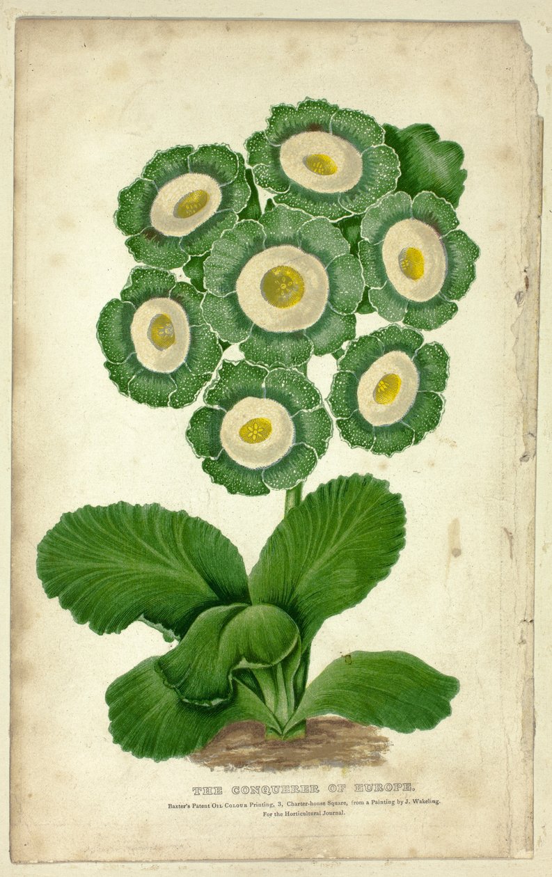 Zdobywca Europy (Auricula) autorstwa George Baxter