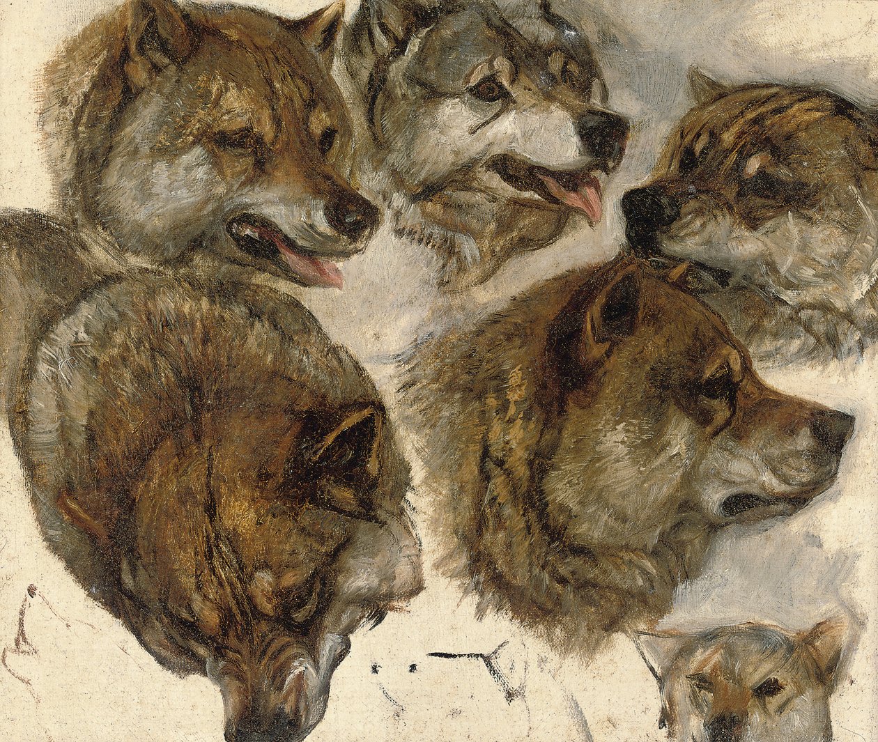 Badania głów husky autorstwa George Bouverie Goddard