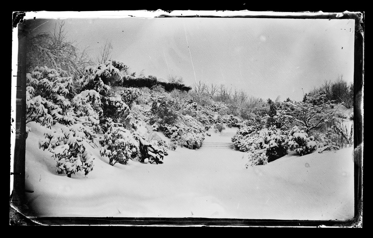 Rose Arbor od dołu, Prospect Park, Brooklyn, ok. 1872-87 (negatyw kolodionowy) autorstwa George Bradford Brainerd