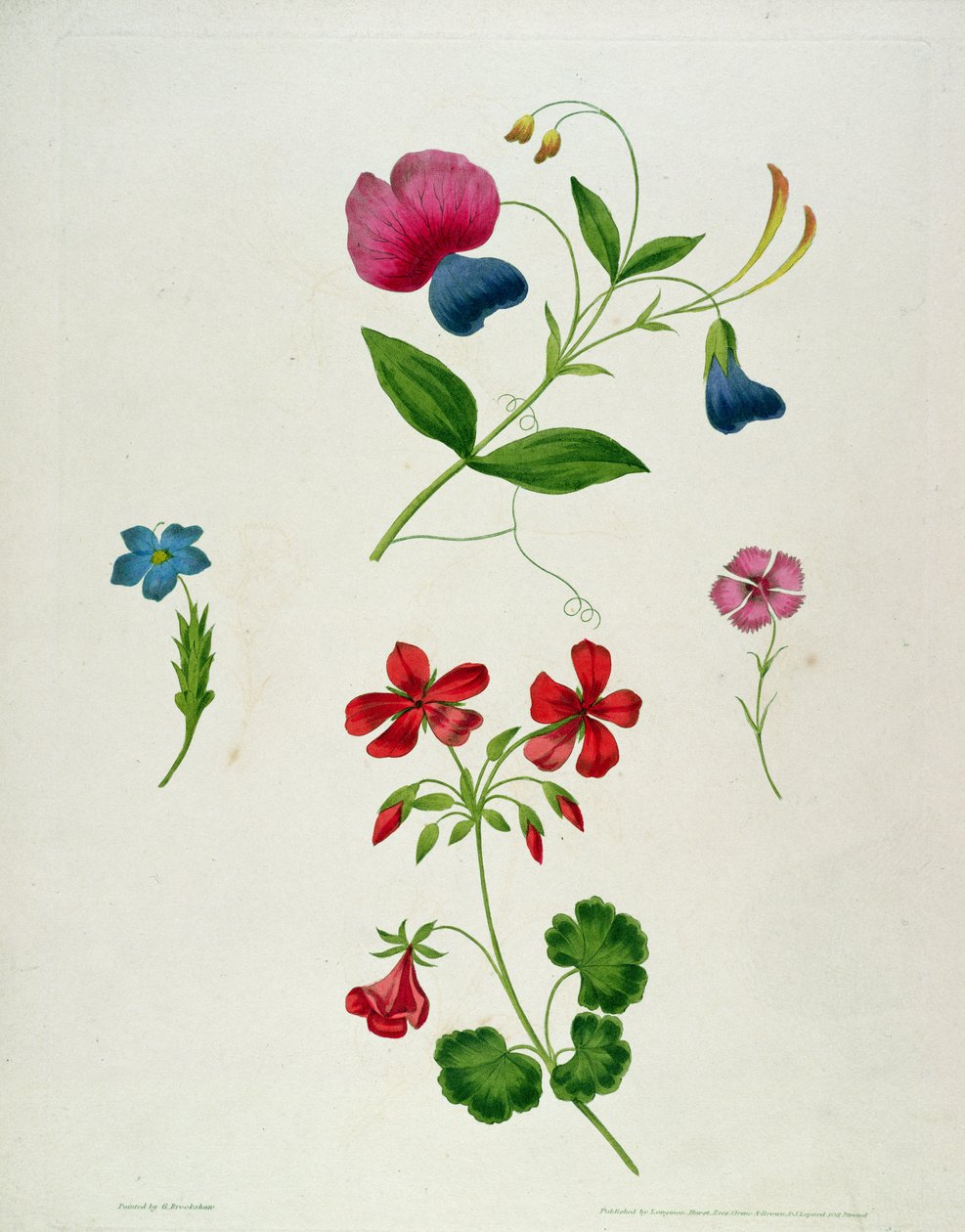 Ilustracja z „Nowego traktatu o malowaniu kwiatów, czyli Every Lady Her Own Drawing Master”, 1816 (kolorowy nadruk kropkowany grawerunek z ręcznym barwieniem) autorstwa George Brookshaw