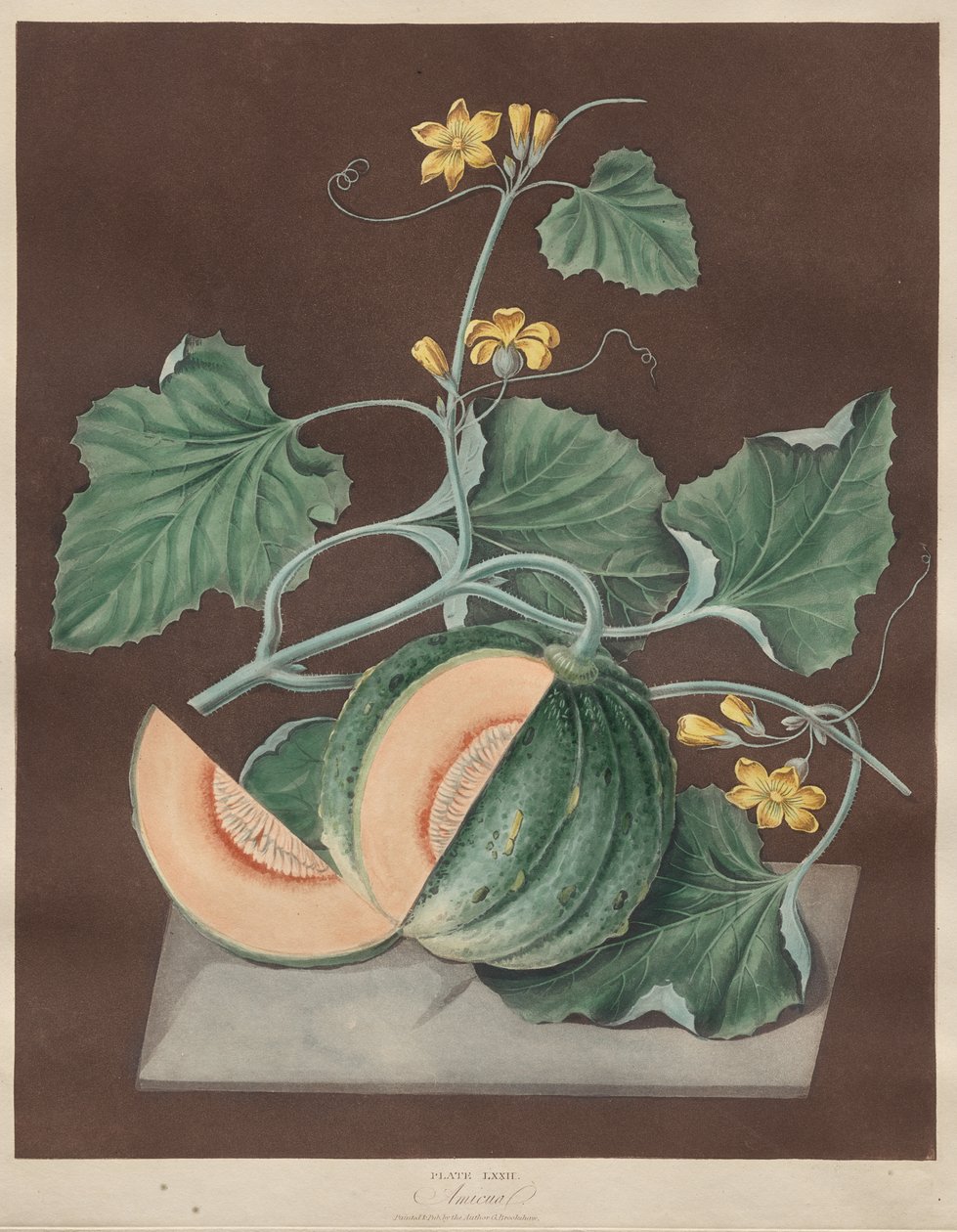 Pomona Britannica: nr 71 - Amicua (melon) autorstwa George Brookshaw