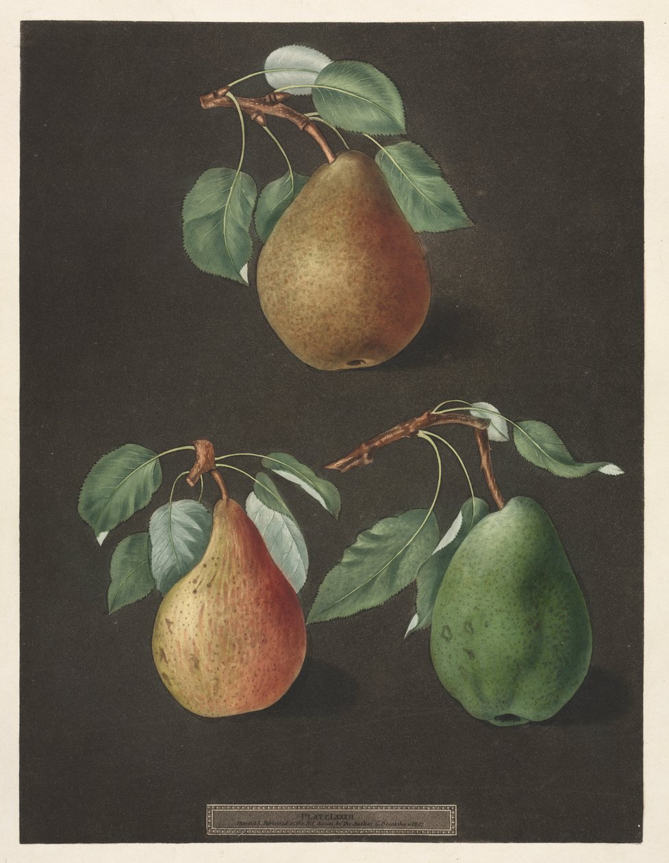 Pomona Britannica: No. 82 - Gruszki autorstwa George Brookshaw