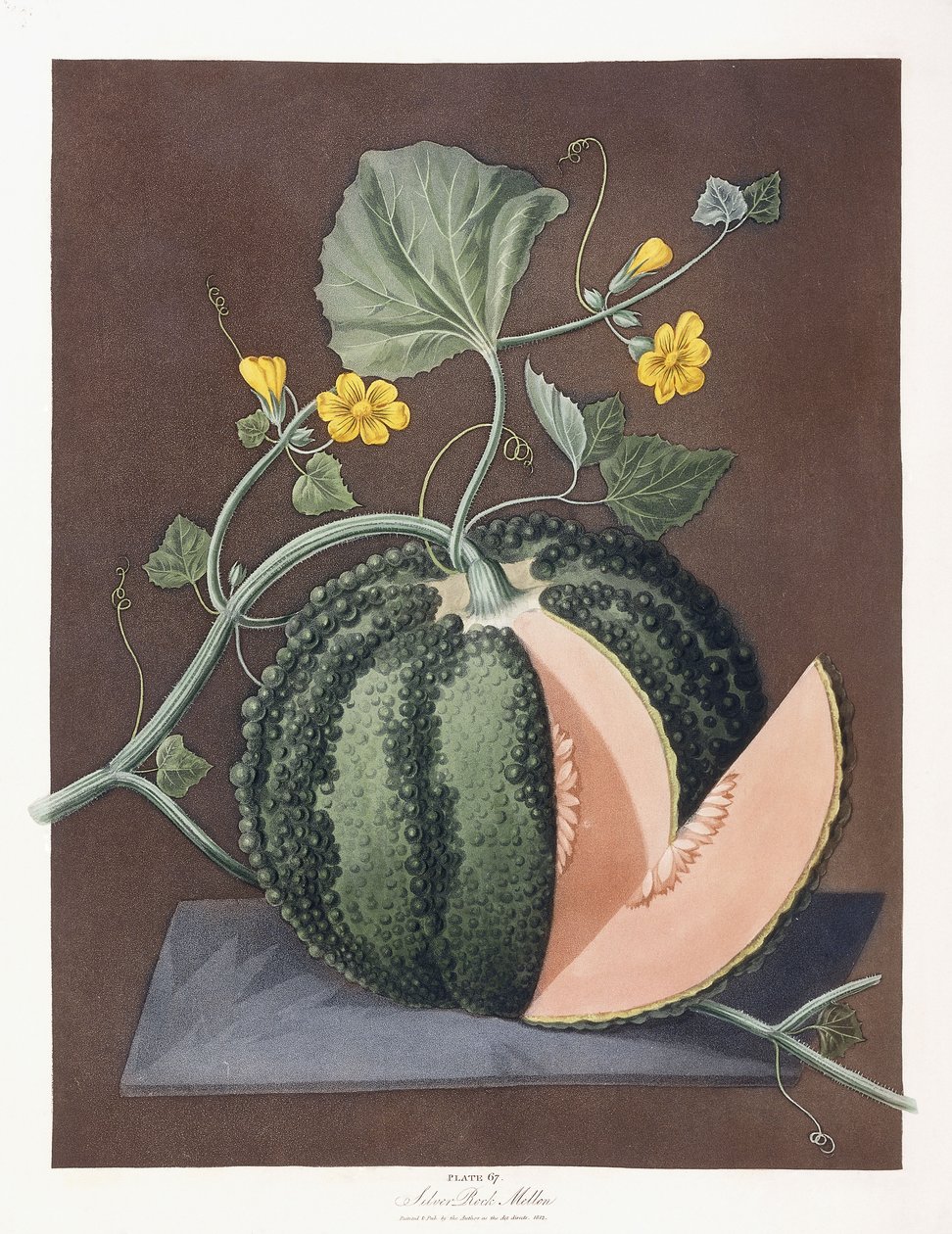 Srebrny melon rockowy, 1812 autorstwa George Brookshaw