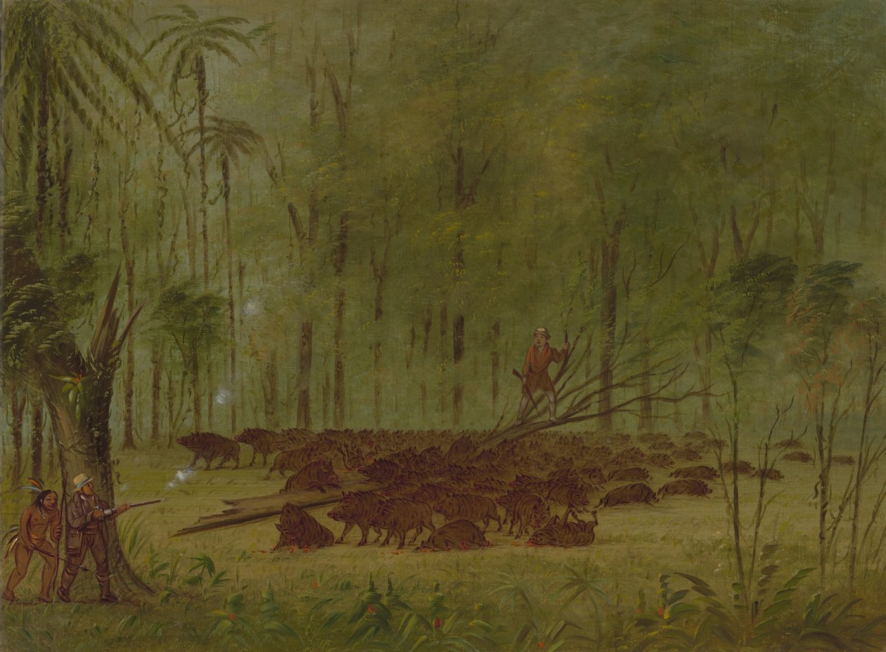 Walka z Pekariami - Caribbe, 18541869. autorstwa George Catlin