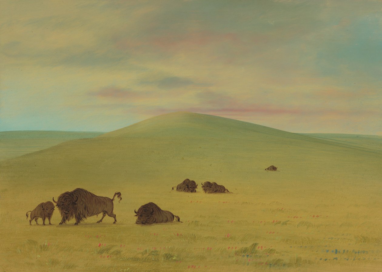 American Pasturage - Prairies of the Platte, 18611869. autorstwa George Catlin