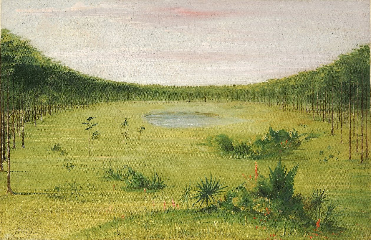 Piękna sawanna w sosnowym lesie na Florydzie autorstwa George Catlin