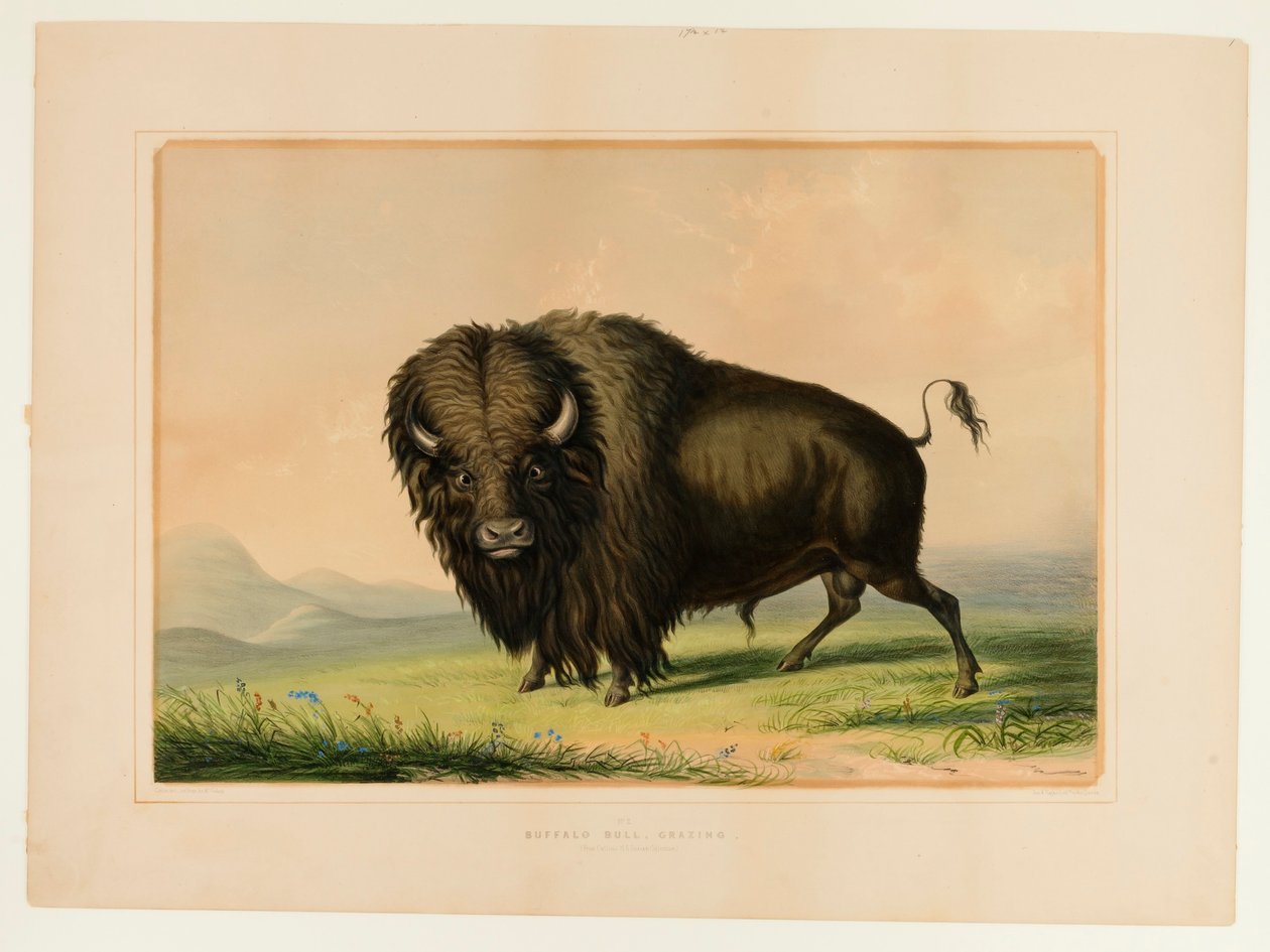 Wypas bizonów - nr 2 autorstwa George Catlin