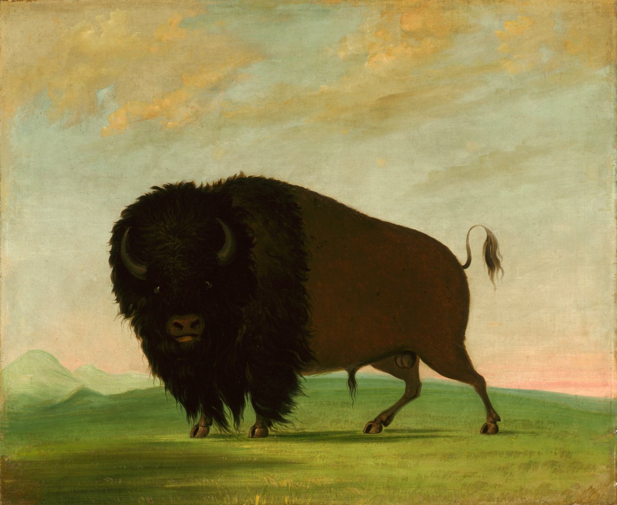 Byk bawoli, wypas na prerii autorstwa George Catlin