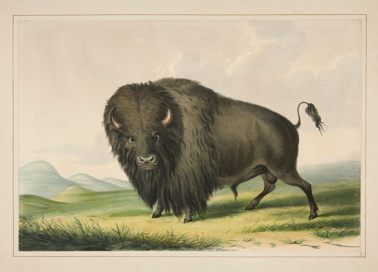 Wypas Byka Bawolego, pl. 2 z portfolio Indian Ameryki Północnej autorstwa George Catlin