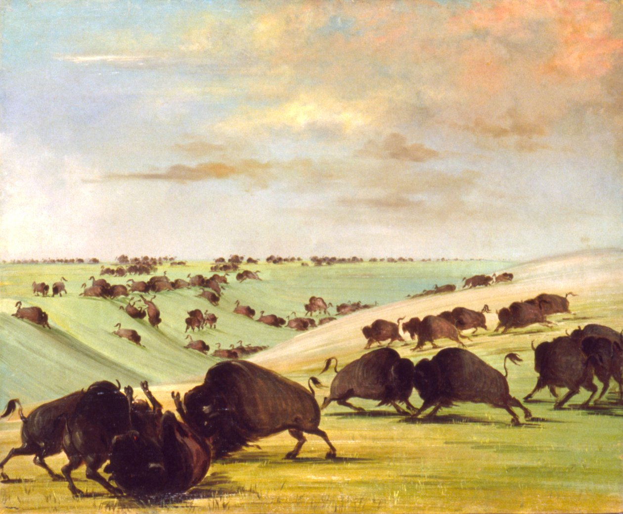 Buffalo Bulls walczący w sezonie biegania, Upper Missouri, 1837-1839. autorstwa George Catlin