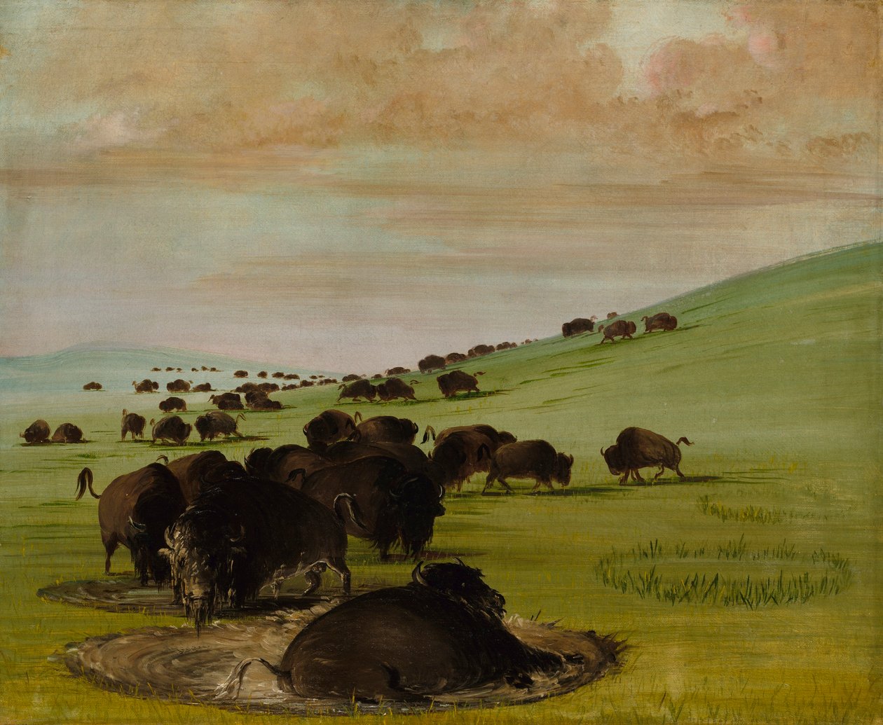 Buffalo Bulls in a Wallow autorstwa George Catlin