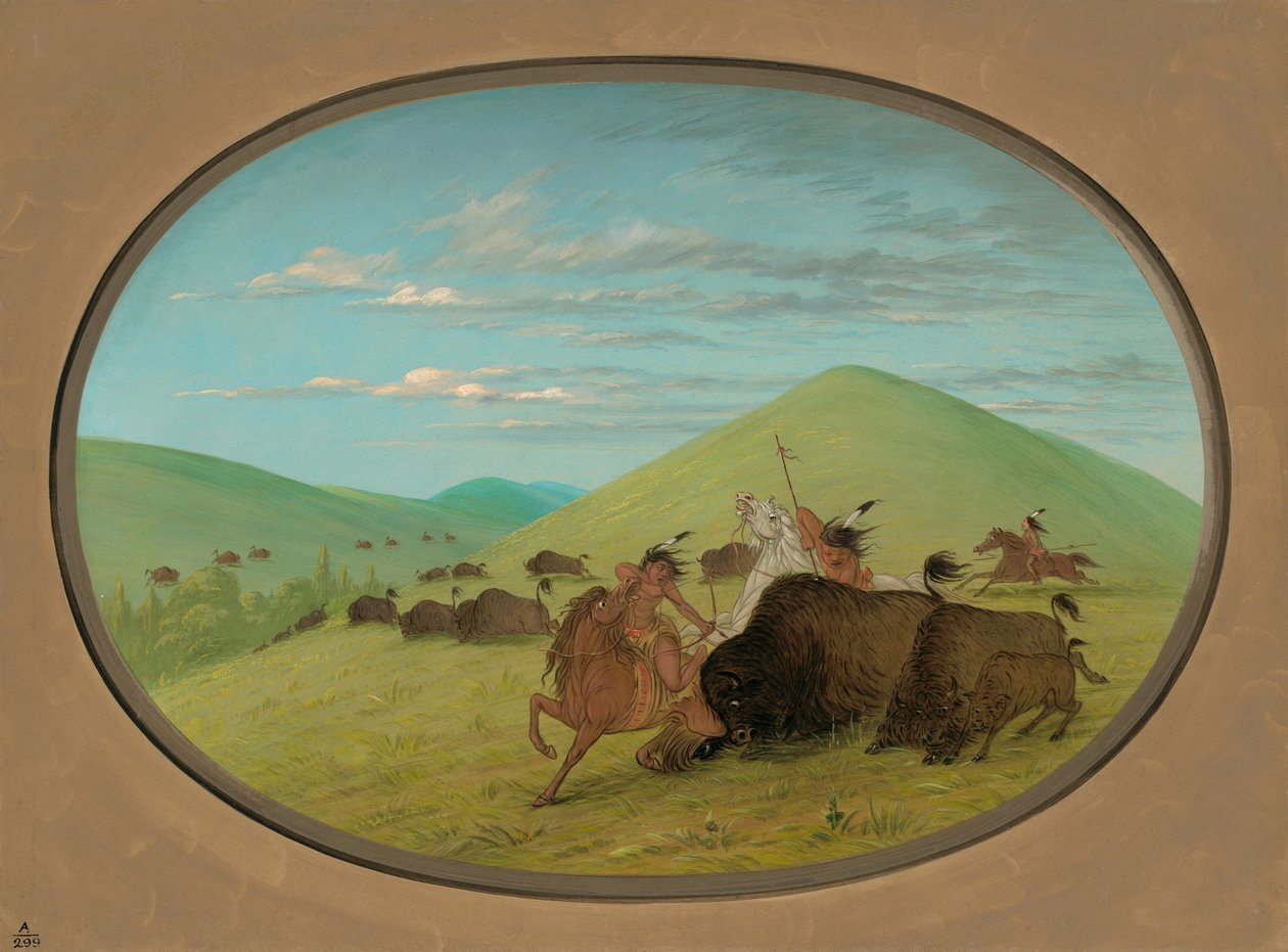 Buffalo Chase - Byki chroniące cielęta, 18611869. autorstwa George Catlin