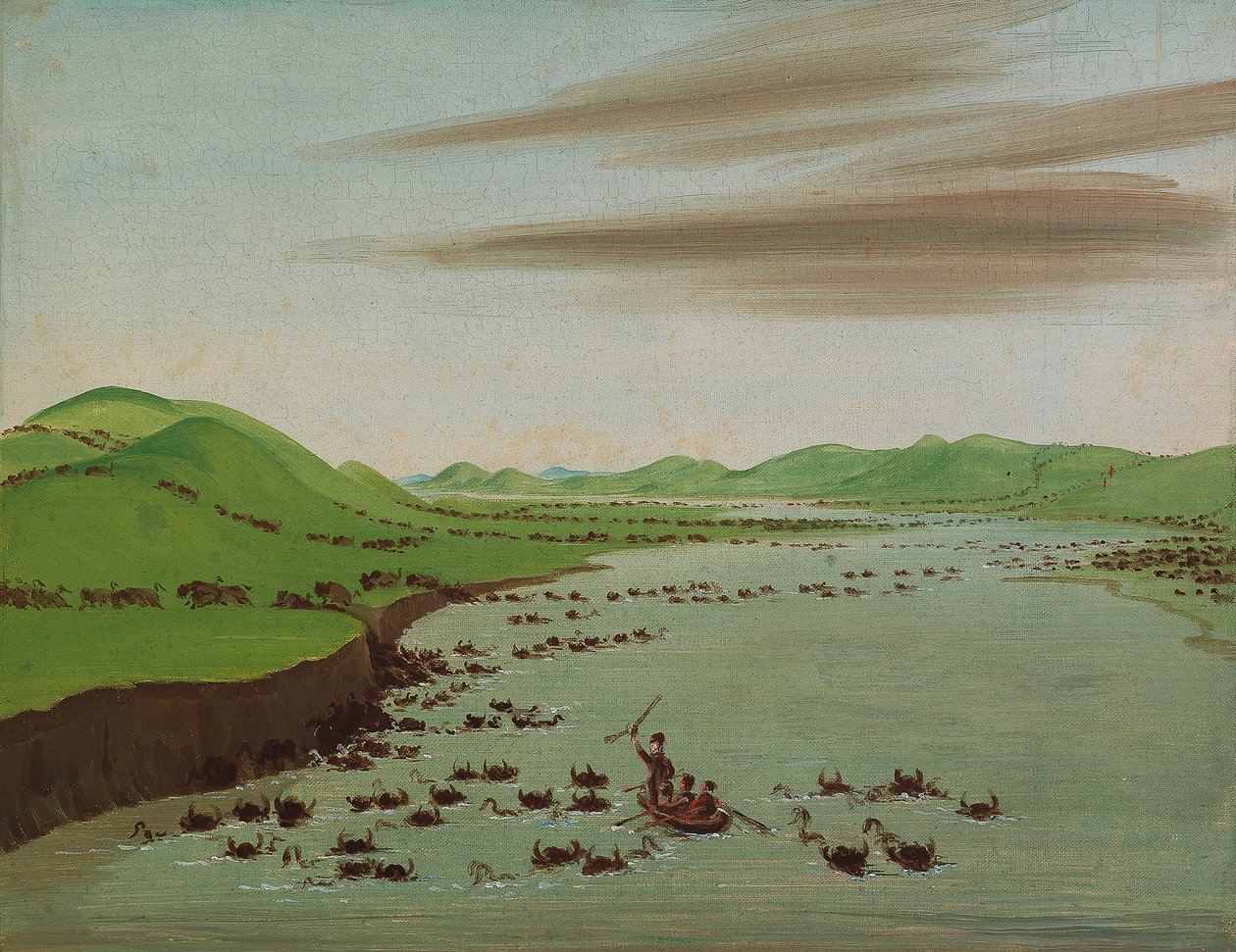 Stada bizonów przekraczające górną Missouri autorstwa George Catlin