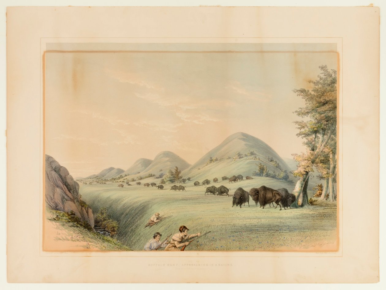 Polowanie na bizony; Zbliżanie się w wąwozie - nr 11 autorstwa George Catlin