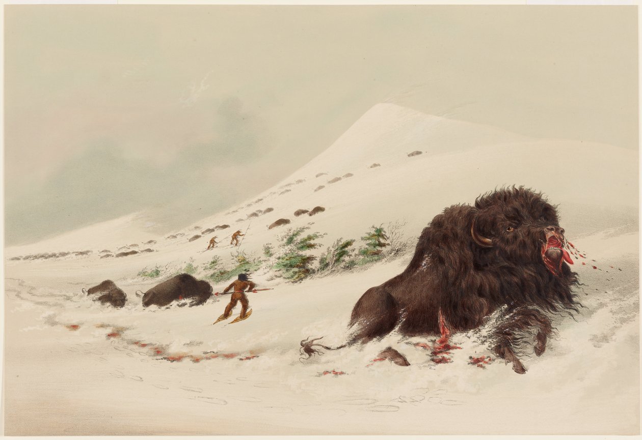 Polowanie na bizony, umierający byk bizona w zaspie śnieżnej autorstwa George Catlin