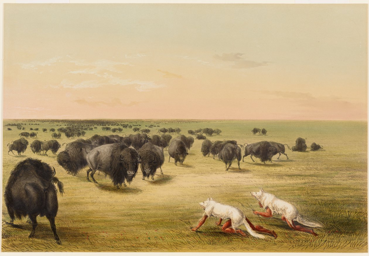 Polowanie na bizony pod skórą białego wilka autorstwa George Catlin