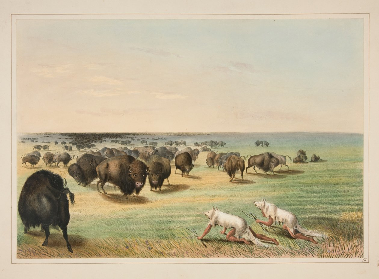 Polowanie na bizony pod skórą białego wilka, plansza 13 z portfolio Indian północnoamerykańskich autorstwa George Catlin