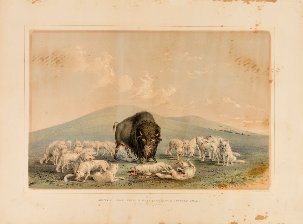 Polowanie na bizony, białe wilki atakujące bizona - nr 10 autorstwa George Catlin