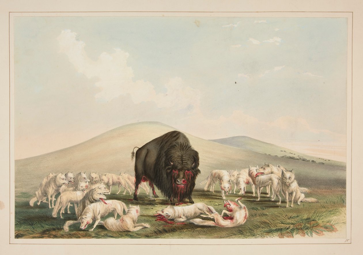 Polowanie na bawoły, Białe wilki atakujące byka bawoła, pl. 10 z portfolio Indian północnoamerykańskich autorstwa George Catlin