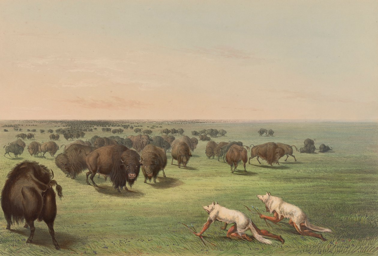 Polowanie na bawoły, ze skórą wilka, pl. 13 z portfolio Indian północnoamerykańskich autorstwa George Catlin