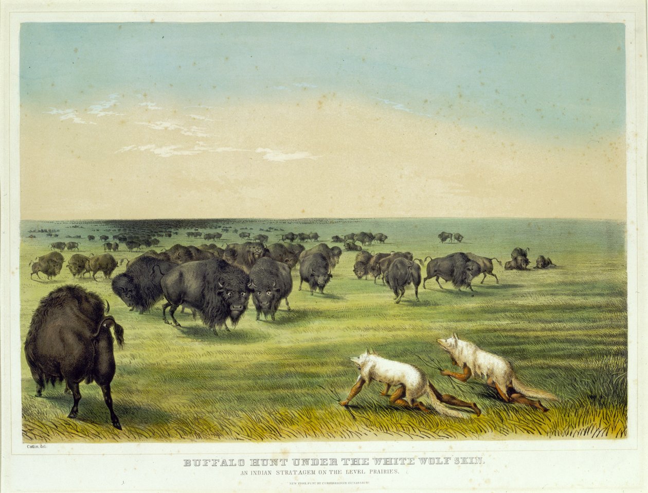 Polowanie na bizony pod skórą białego wilka autorstwa George Catlin