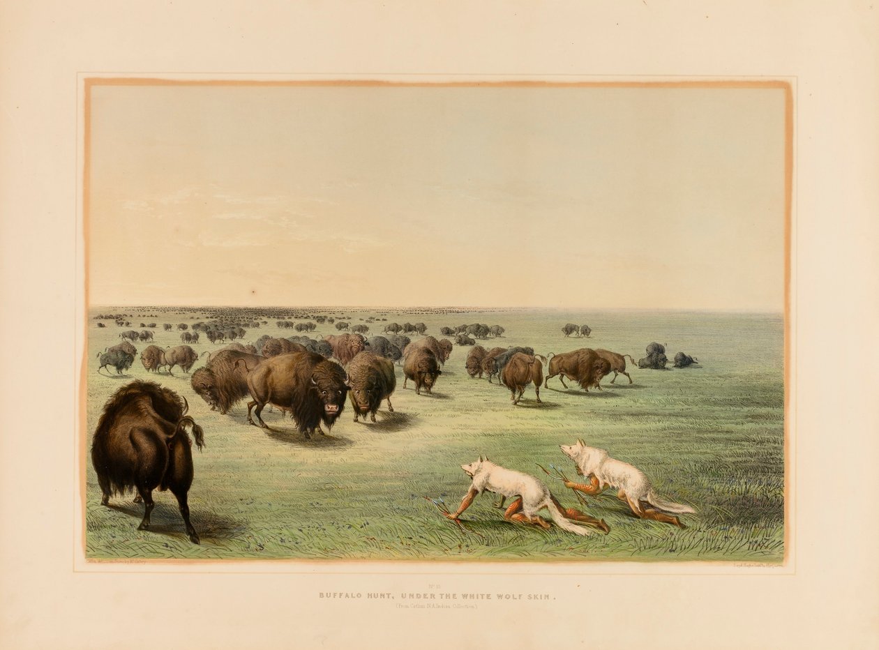 Polowanie na bizony pod Białą Wilczą Skórą - nr 13 autorstwa George Catlin