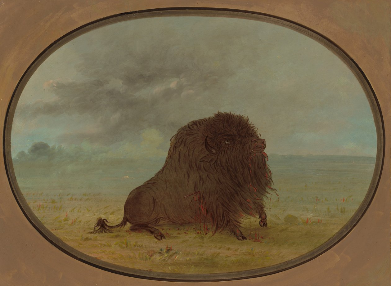 Umierający Byk Buffalo, 18611869. autorstwa George Catlin
