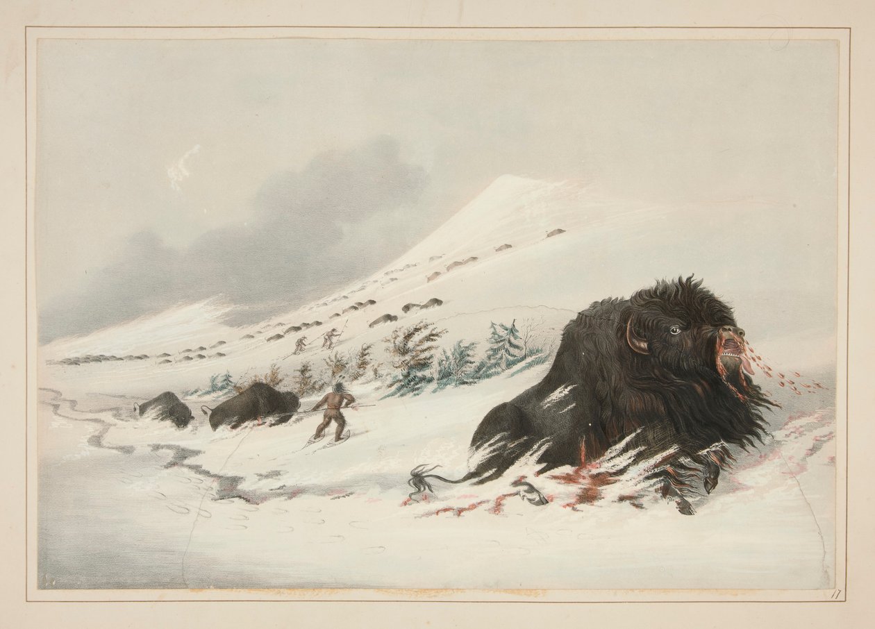 Umierający Byk Buffalo, w Zaspie Śnieżnej, pl. 17 z portfolio Indian północnoamerykańskich autorstwa George Catlin