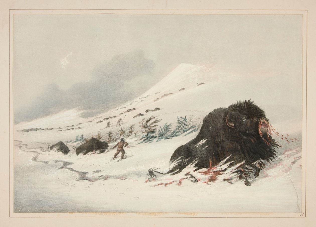 Umierający byk bizona w zaspie śnieżnej, tablica 17 z Portfolio Indian północnoamerykańskich autorstwa George Catlin