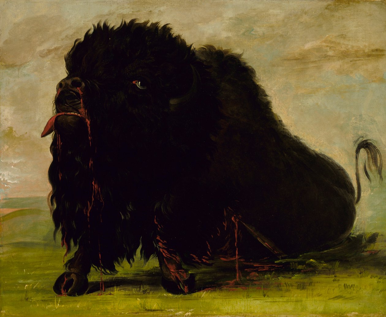 Umierający bawół, postrzelony strzałą autorstwa George Catlin