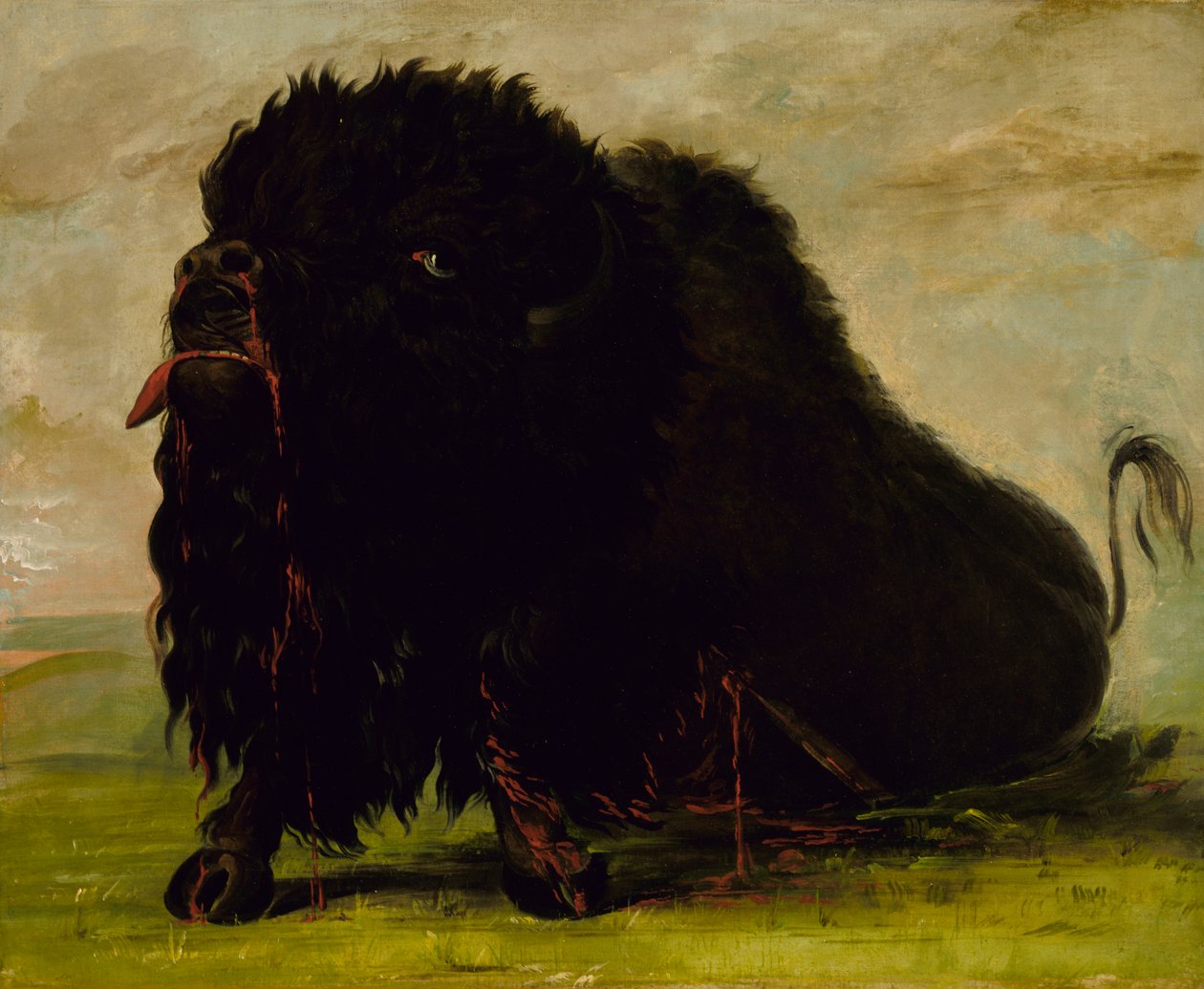 Umierający bawół, postrzelony strzałą, 1832-1833. autorstwa George Catlin