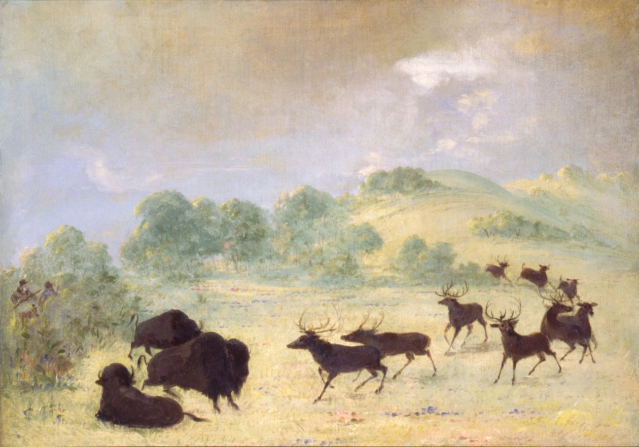 Łoś i bawół nawiązują znajomość, Teksas autorstwa George Catlin