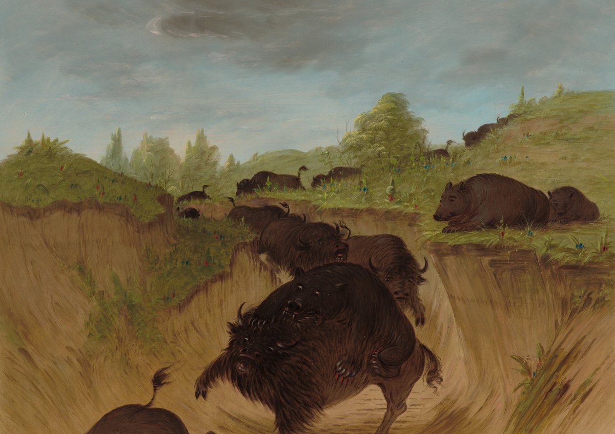 Niedźwiedzie grizzly atakujące bawoły, 18611869. autorstwa George Catlin