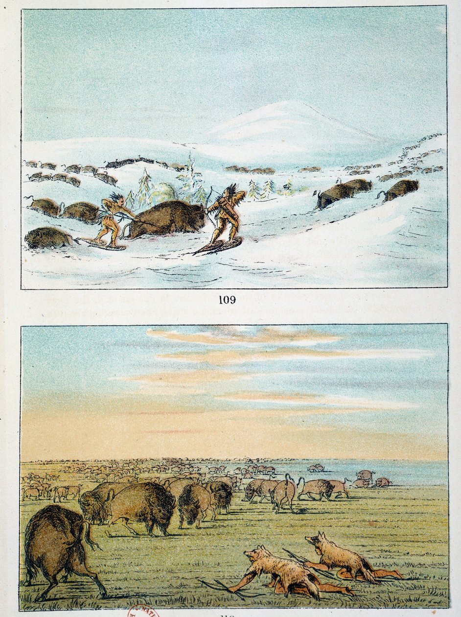 Indianie Ameryki. Polowanie na bizony: Indianie noszą rakiety śnieżne, aby polować w zimie i okrywają się wilczą skórą w lecie. Ilustracja George Catlin (1794-1872) autorstwa George Catlin