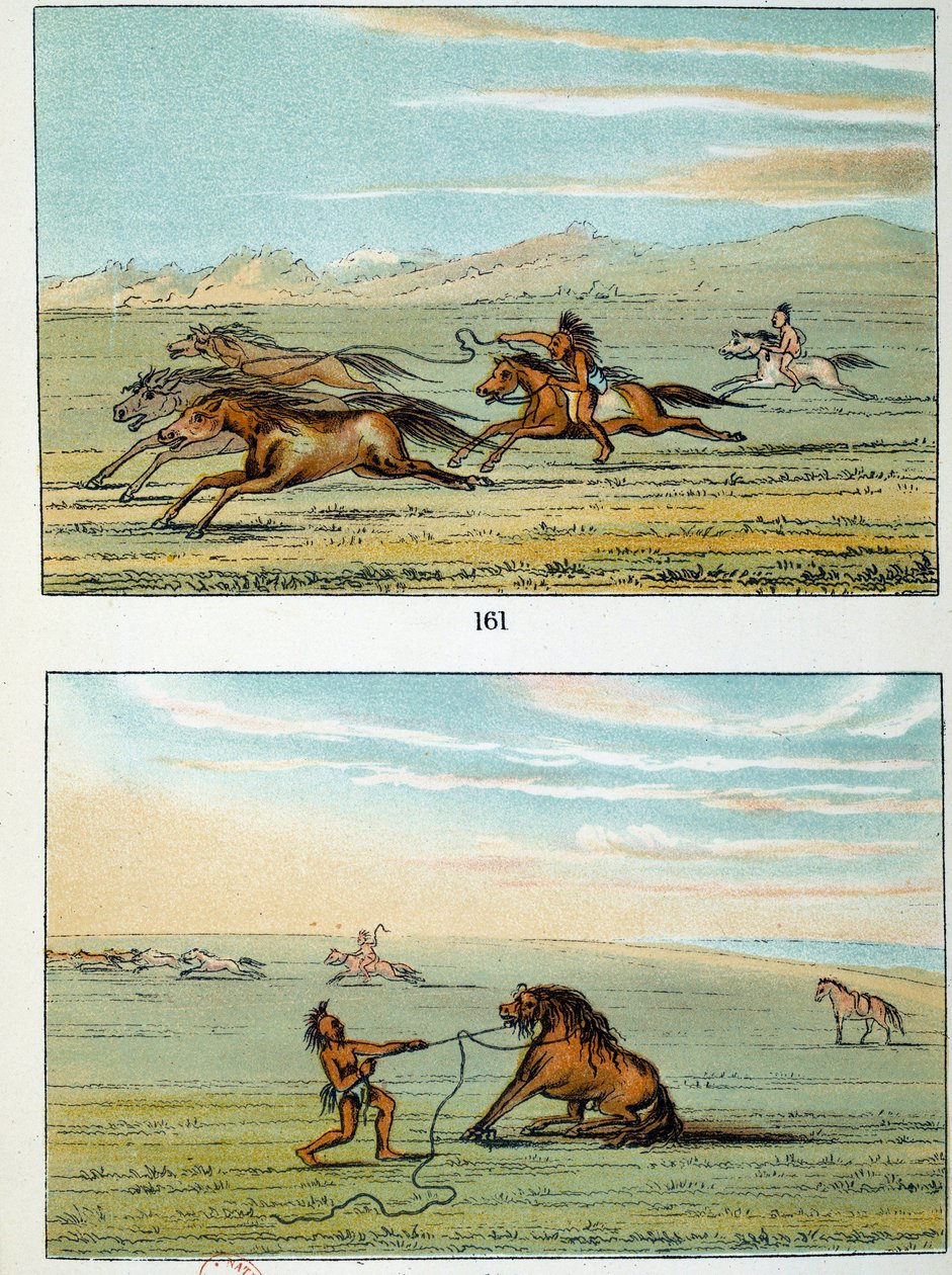 Indianie Ameryki: jak złapać dzikie konie. Ilustracja George