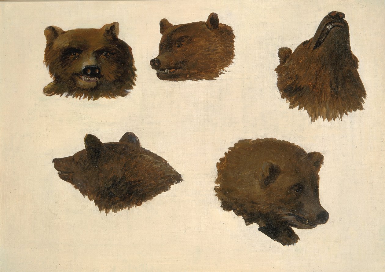 Portrety dwóch niedźwiedzi grizzly z życia wzięte autorstwa George Catlin