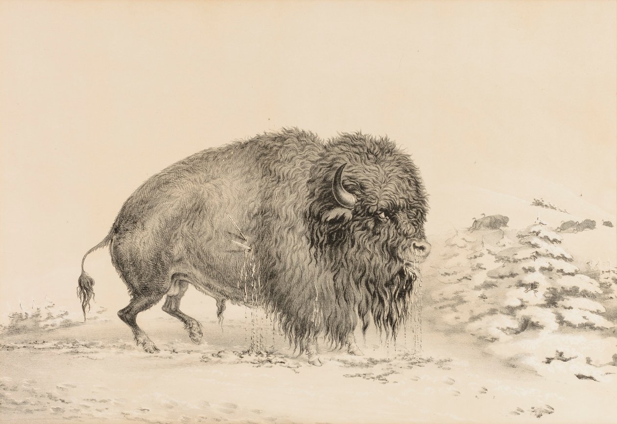 Ciężko ranny bawół - nr 16 autorstwa George Catlin